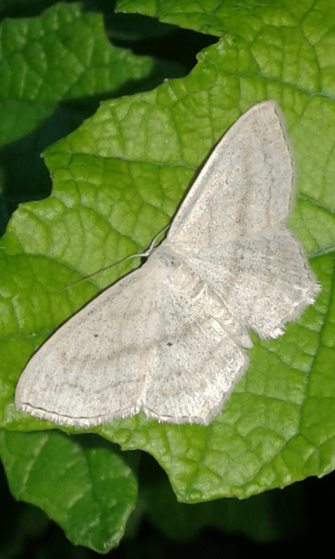 Scopula nigropunctata (Geometridae)?